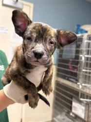 Shelter Stray Female Dog last seen GOLDEN W AVE\ MISSION BLVD JURUPA VALLEY CA, 92509, 6851 Van Buren Boulevard, Jurupa Valley, CA 92509, USA