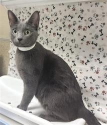 Shelter Stray Female Cat last seen Near BLOCK JACKSON ST, RIVERSIDE CA 92503, 6851 Van Buren Boulevard, Jurupa Valley, CA 92509, USA