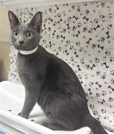 Shelter Stray Female Cat last seen Near BLOCK JACKSON ST, RIVERSIDE CA 92503, 6851 Van Buren Boulevard, Jurupa Valley, CA 92509, USA