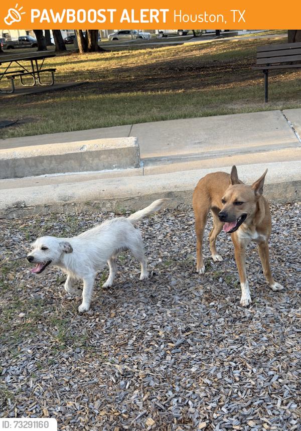 Found/Stray Male Dog last seen Long point and gessner, Houston, TX 77080