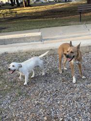 Found/Stray Male Dog last seen Long point and gessner, Houston, TX 77080