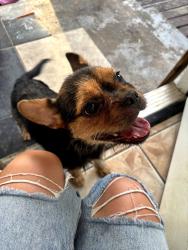 Found/Stray Female Dog last seen Worth heights community center, Fort Worth, TX 76115