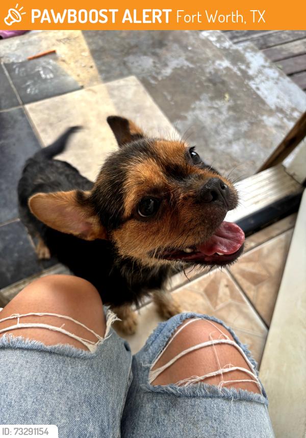 Found/Stray Female Dog last seen Worth heights community center, Fort Worth, TX 76115