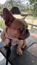 Reunited Male Dog last seen Near Chicadee ave, Orlando, FL 32812