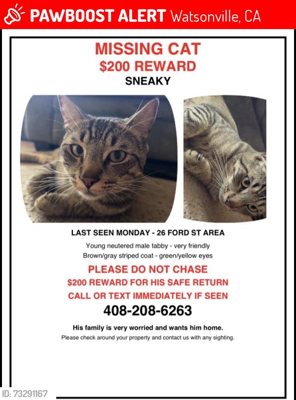 Lost Male Cat last seen Main st, Watsonville, CA 95076