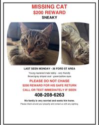 Lost Male Cat last seen Main st, Watsonville, CA 95076