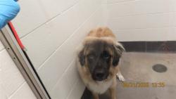 Shelter Stray Male Dog last seen Near BLOCK N 48TH ST, 5501 E Van Buren St, Phoenix, AZ 85008, USA