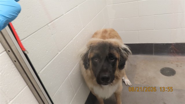 Shelter Stray Male Dog last seen Near BLOCK N 48TH ST, 5501 E Van Buren St, Phoenix, AZ 85008, USA