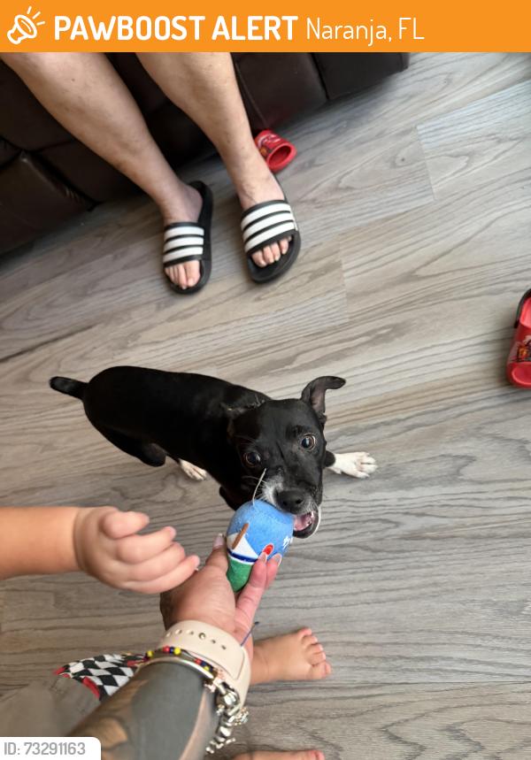 Found/Stray Female Dog last seen Near ave 246 terr, Naranja, FL 33032