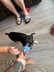 Found/Stray Female Dog last seen Near ave 246 terr, Naranja, FL 33032