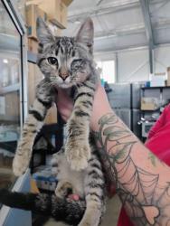 Shelter Stray Female Cat last seen PALMETTO AND MERILL, 333 Chandler Pl, San Bernardino, CA 92408, USA