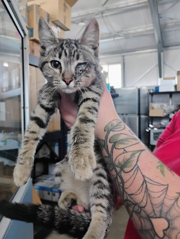 Shelter Stray Female Cat last seen PALMETTO AND MERILL, 333 Chandler Pl, San Bernardino, CA 92408, USA