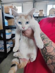 Shelter Stray Female Cat last seen PALMETTO AND MERILL, 333 Chandler Pl, San Bernardino, CA 92408, USA