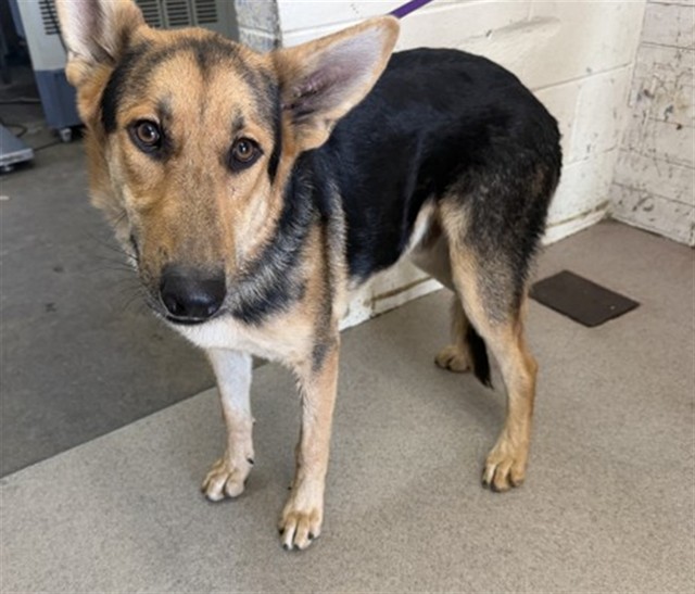 Shelter Stray Male Dog last seen Near BLOCK E CONGRESS, 333 Chandler Pl, San Bernardino, CA 92408, USA
