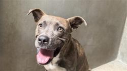 Shelter Stray Female Dog last seen GARDNER, 333 Chandler Pl, San Bernardino, CA 92408, USA