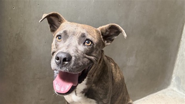 Shelter Stray Female Dog last seen GARDNER, 333 Chandler Pl, San Bernardino, CA 92408, USA