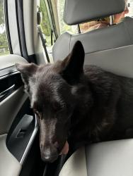 Reunited Male Dog last seen 6th street not far from yellow dog eats, Gotha, FL 34761