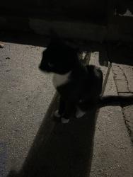 Found/Stray Female Cat last seen St. Slyvester Catholic Church, Brooklyn, NY 11208