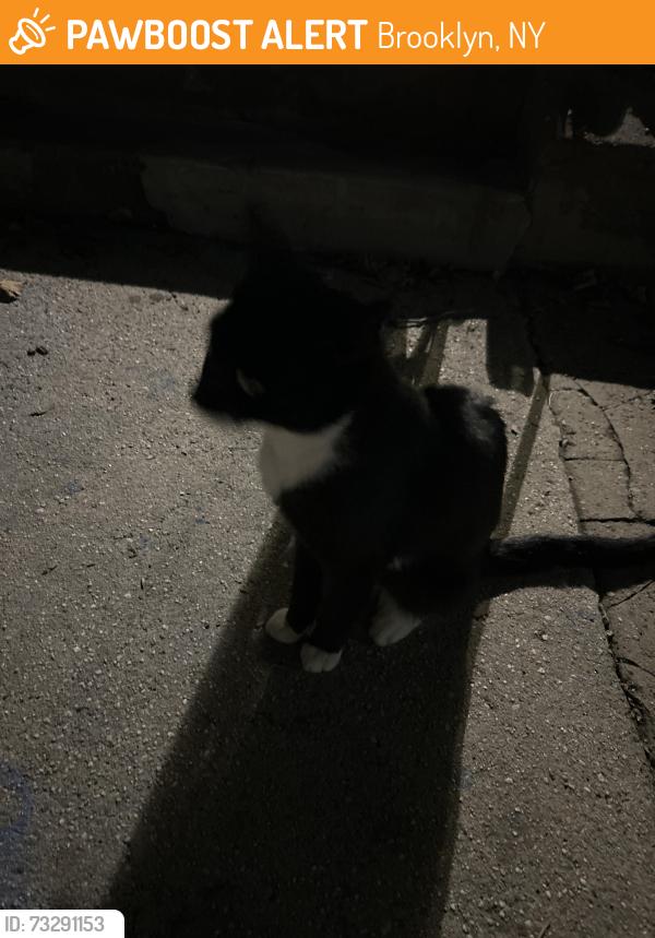 Found/Stray Female Cat last seen St. Slyvester Catholic Church, Brooklyn, NY 11208