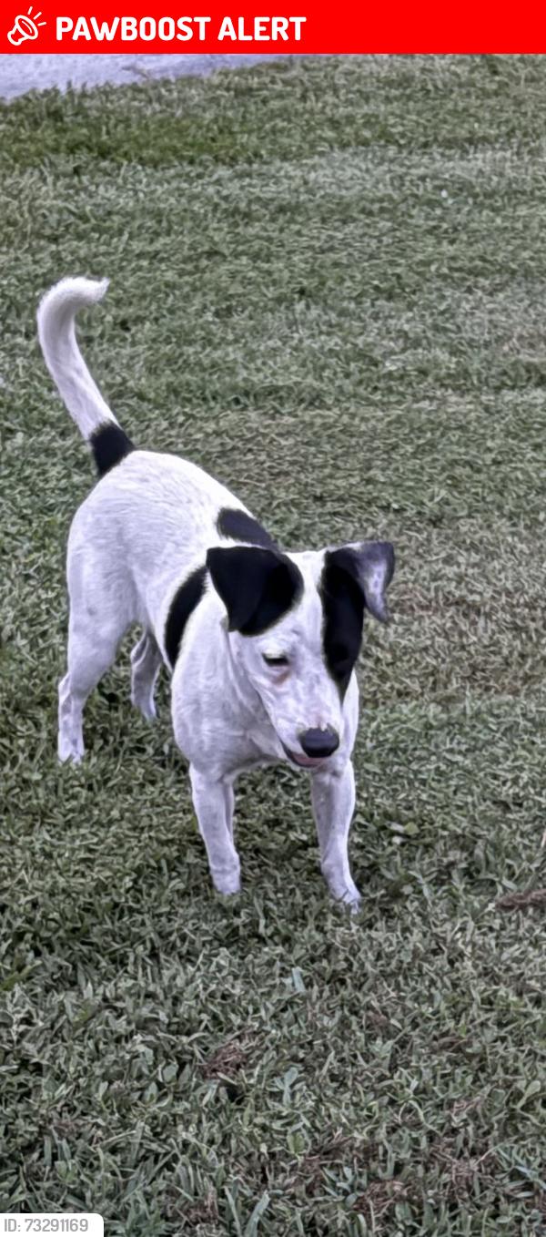 Lost Male Dog last seen Keating Drive, Palm Beach Gardens, FL 33410