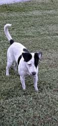 Lost Male Dog last seen Keating Drive, Palm Beach Gardens, FL 33410