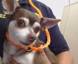 Shelter Stray Male Dog last seen LA RIVIERA DR/SALMON FALLS DR, 95826, 3839 Bradshaw Rd, Sacramento, CA 95827, USA