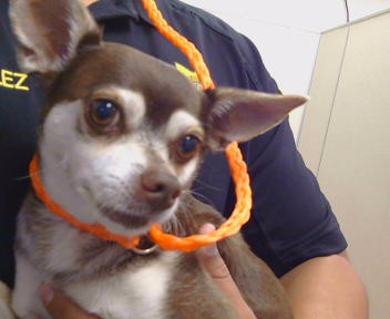 Shelter Stray Male Dog last seen LA RIVIERA DR/SALMON FALLS DR, 95826, 3839 Bradshaw Rd, Sacramento, CA 95827, USA