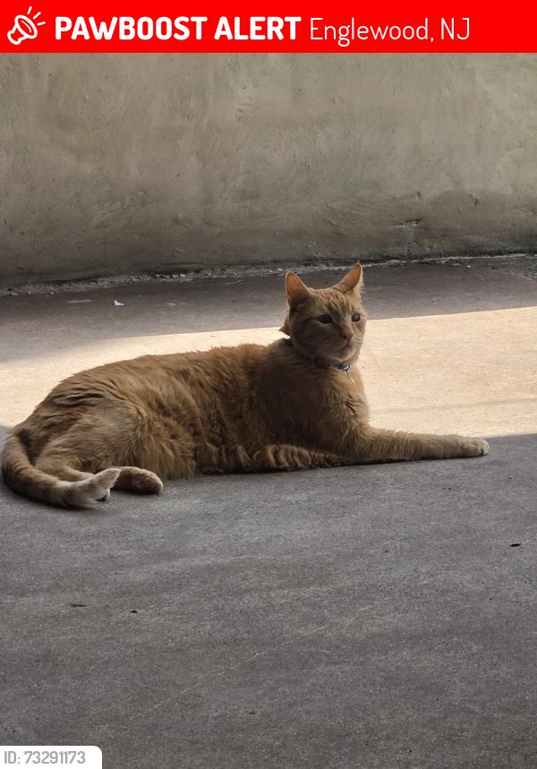 Lost Male Cat last seen Central, Englewood, NJ 07631