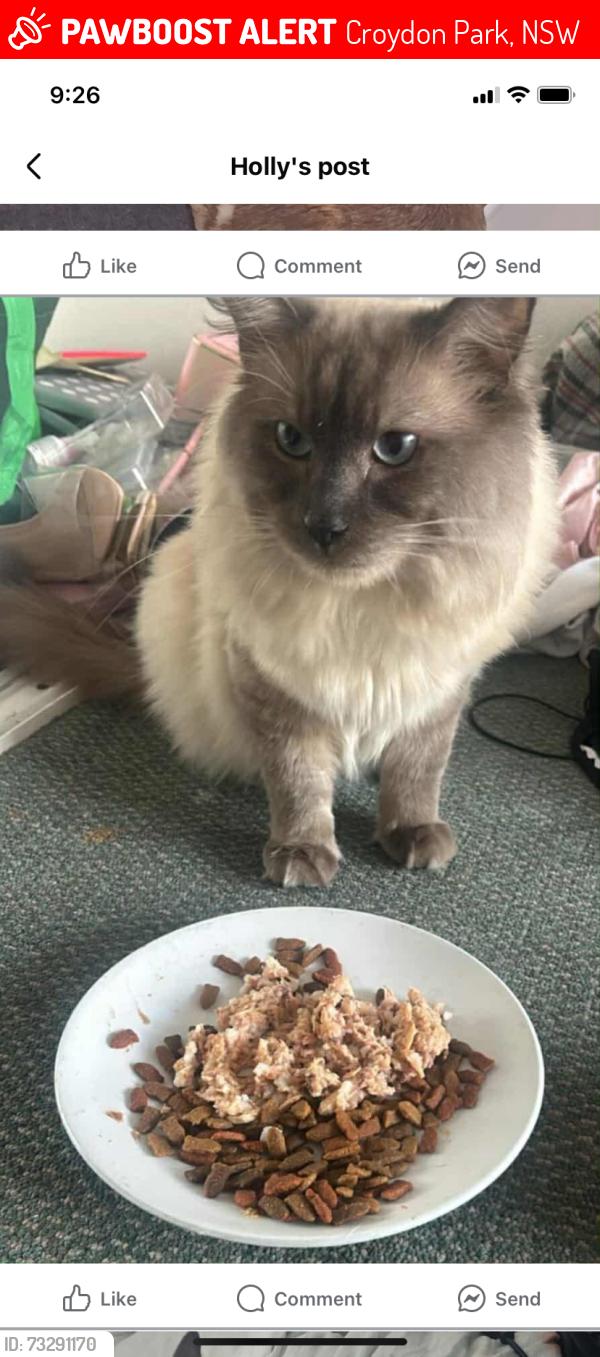 Lost Male Cat last seen Croydon park bug went missing from kingsgrove in oct, Croydon Park, NSW 2133