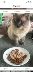 Lost Male Cat last seen Croydon park bug went missing from kingsgrove in oct, Croydon Park, NSW 2133