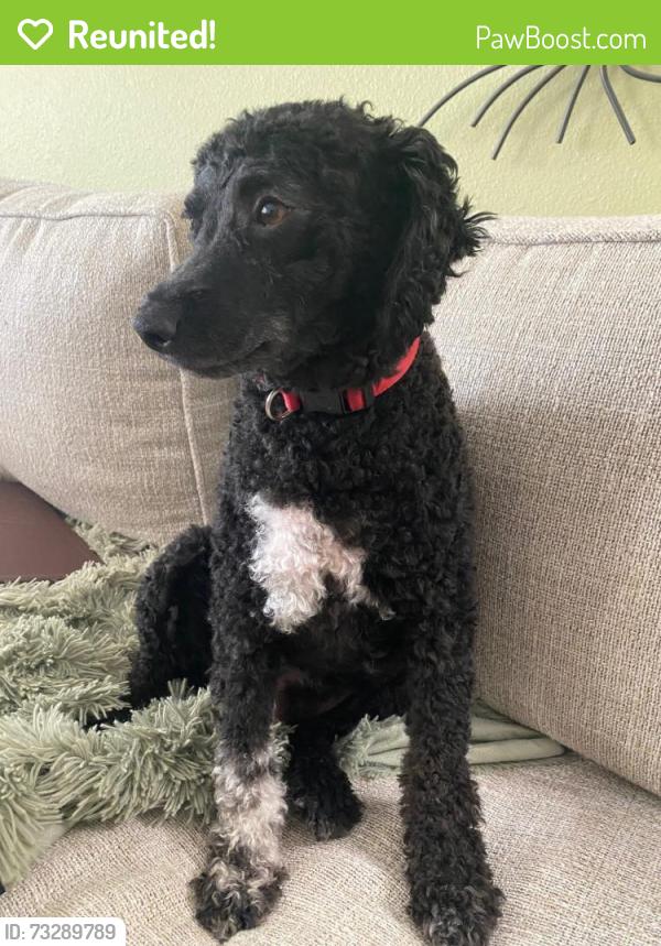 Reunited Male Dog last seen Haitian Dr Clearwter 33763, Clearwater, FL 33763