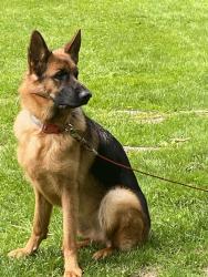 Reunited Female Dog last seen Route 9 and route 20, Shrewsbury, MA 01545