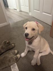 Lost Female Dog last seen Arbors at brookfield, Mauldin, SC 29662