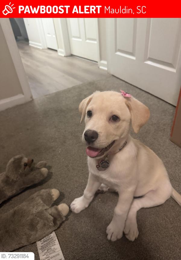 Lost Female Dog last seen Arbors at brookfield, Mauldin, SC 29662