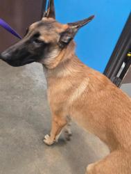 Shelter Stray Male Dog last seen 4TH AND L ST BAKERSFIELD, 201 S Mt Vernon Ave, Bakersfield, CA 93307, USA