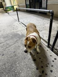 Reunited Female Dog last seen UNIDO’s supermarket, Kissimmee, FL 34741