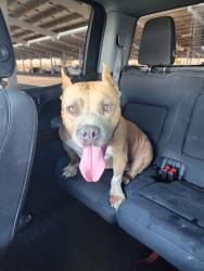Reunited Female Dog last seen 40th St East and Lancaster Blvd, Lancaster, CA 93535