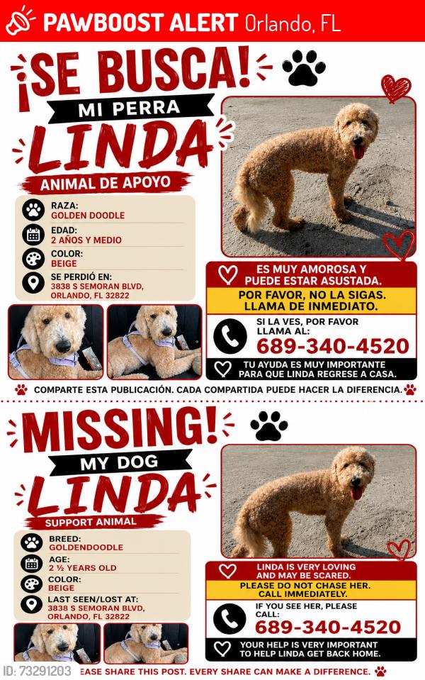 Lost Female Dog last seen Alrededores de Walmart, Orlando, FL 32822