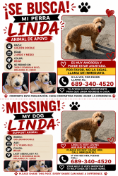 Lost Female Dog last seen Alrededores de Walmart, Orlando, FL 32822