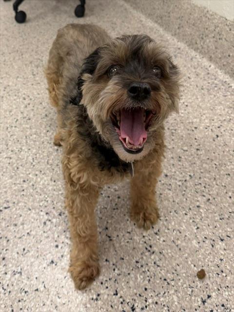 Shelter Stray Female Dog last seen Near BLOCK RICHFIELD ST 80022, 12155 Park Blvd, Brighton, CO 80601, USA