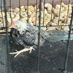 Shelter Stray Unknown Bird last seen 99TH AND FILMORE, 12155 Park Blvd, Brighton, CO 80601, USA