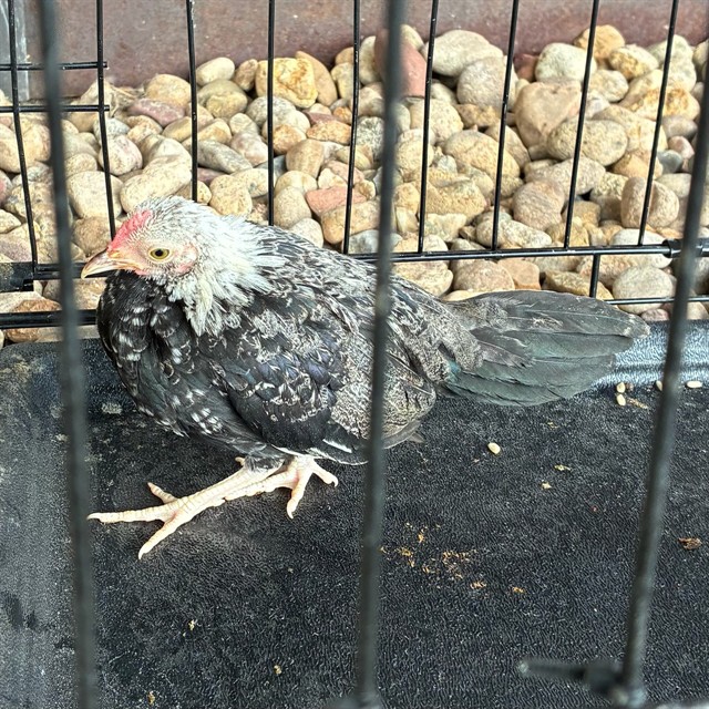Shelter Stray Unknown Bird last seen 99TH AND FILMORE, 12155 Park Blvd, Brighton, CO 80601, USA