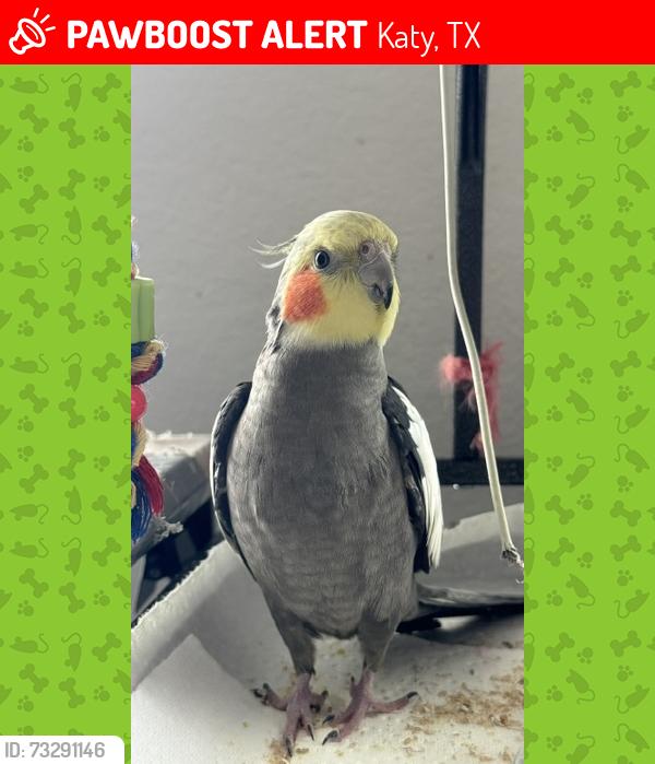Lost Unknown Bird last seen Schlipf Road and Clay Road, Katy, TX 77493