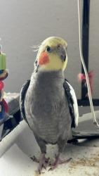 Lost Unknown Bird last seen Schlipf Road and Clay Road, Katy, TX 77493
