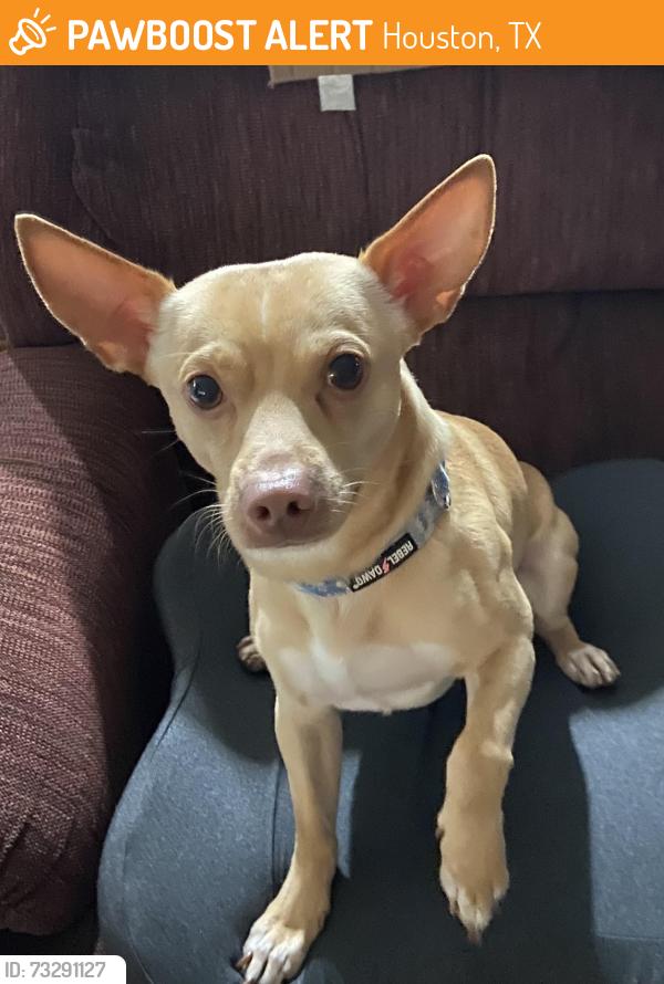 Found/Stray Male Dog last seen Telge and West road, Houston, TX 77095