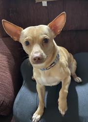 Found/Stray Male Dog last seen Telge and West road, Houston, TX 77095