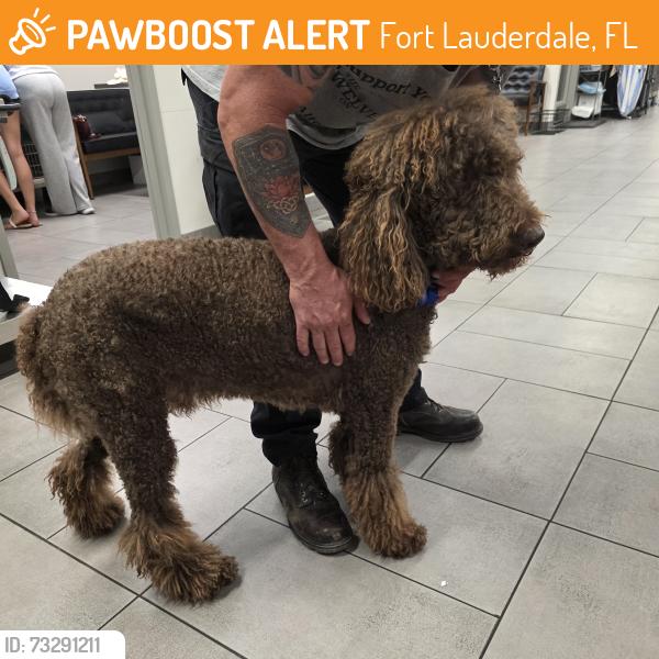 Found/Stray Male Dog last seen By PetSmart, Fort Lauderdale, FL 33305