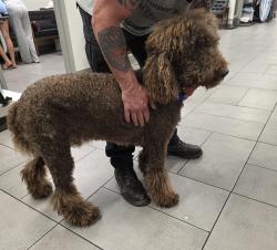 Found/Stray Male Dog last seen By PetSmart, Fort Lauderdale, FL 33305