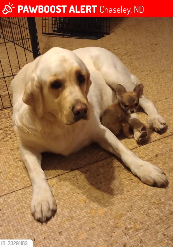 Lost Female Dog last seen 34th ave se and highway 200, Chaseley, ND 58423
