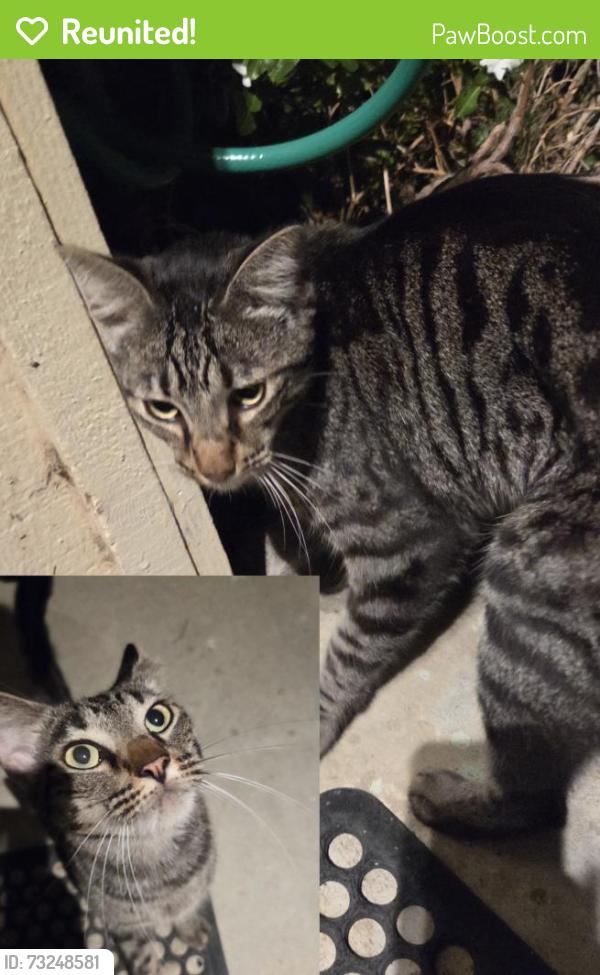 Reunited Unknown Cat last seen Avenida Marguarita culdesac, Oceanside, CA 92057